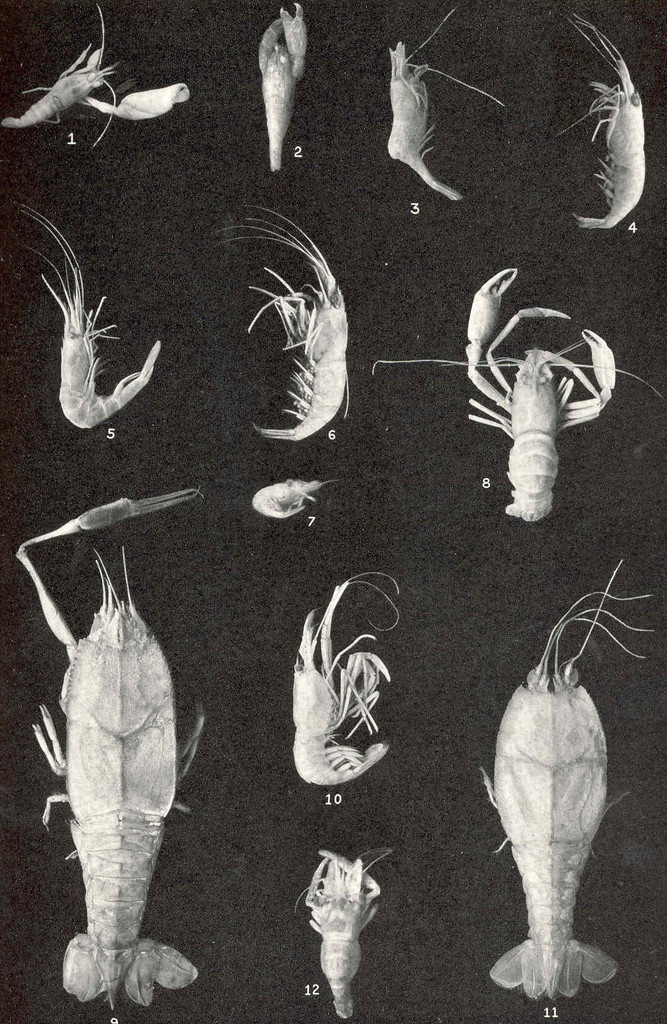 Periclimenaeus