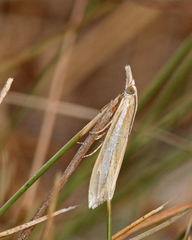 Crambus satrapellus