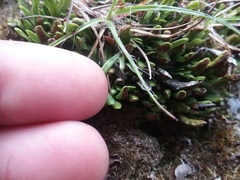 Grammitis poeppigiana