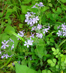 Phlox divaricata laphamii