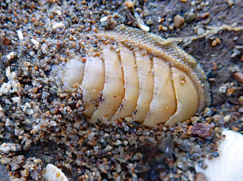 Chiton glaucus