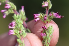 Erica uberiflora