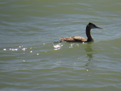 Podiceps major