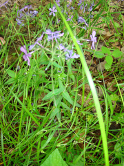Phlox divaricata laphamii