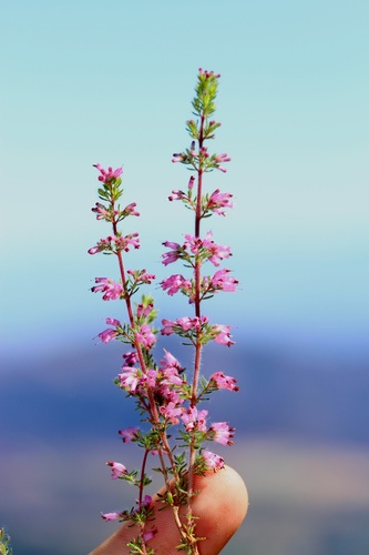 Image of Erica longimontana by (c) Brian du Preez, some rights reserved (CC BY-SA)