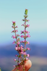 Erica uberiflora