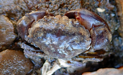 Pilumnopeus serratifrons