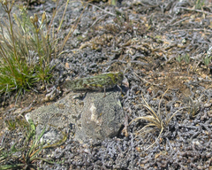Angaracris barabensis
