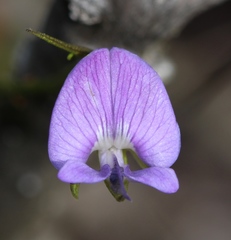 Psoralea trullata