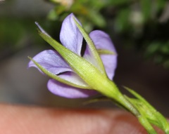 Psoralea trullata