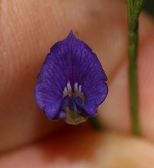 Psoralea trullata