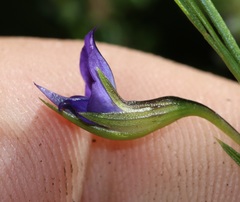 Psoralea trullata