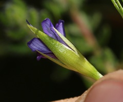Psoralea trullata