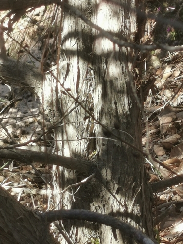 Image of Juniperus durangensis by (c) M. Socorro González Elizondo, some rights reserved (CC BY-SA)