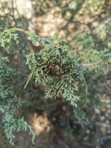 Image of Juniperus durangensis by (c) M. Socorro González Elizondo, some rights reserved (CC BY-SA)