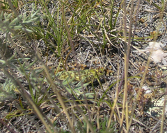 Angaracris barabensis
