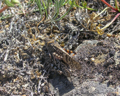 Angaracris barabensis