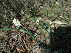 Narcissus dubius