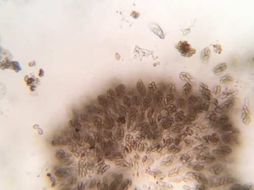 Nitschkia confertula image