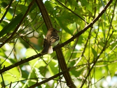 Lathrotriccus euleri