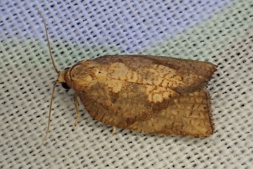 Labidosa