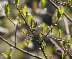 Phylloscopus reguloides