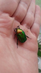 Protaetia cuprea ignicollis