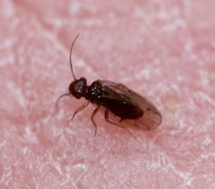 Ectopsocopsis cryptomeriae