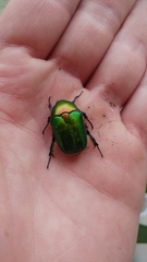 Protaetia cuprea ignicollis