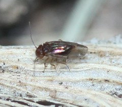 Ectopsocopsis cryptomeriae