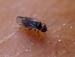 Ectopsocopsis cryptomeriae