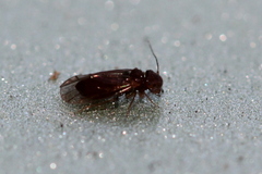 Ectopsocopsis cryptomeriae