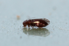 Ectopsocopsis cryptomeriae