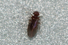 Ectopsocopsis cryptomeriae