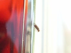 Ectopsocopsis cryptomeriae