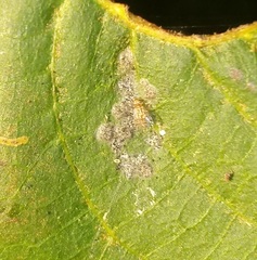 Ectopsocus californicus