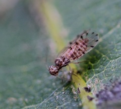 Ectopsocus californicus