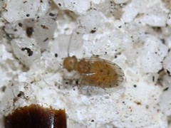 Ectopsocus meridionalis