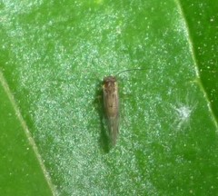 Lachesilla nubilis