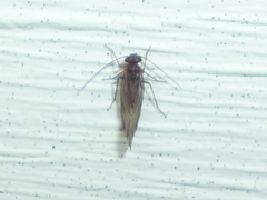 Lachesilla nubilis