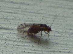 Lachesilla nubilis
