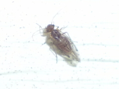 Lachesilla nubilis