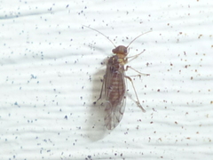 Lachesilla nubilis