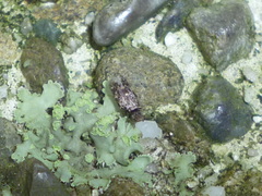 Lepidopsocidae