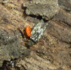 Lepidopsocidae