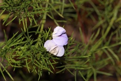 Psoralea azuroides