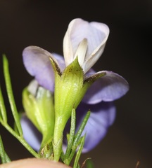 Psoralea azuroides