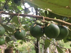 Solanum grandiflorum
