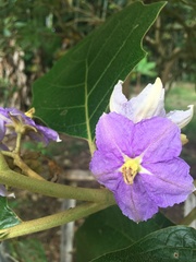 Solanum grandiflorum