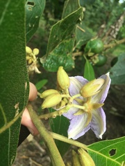 Solanum grandiflorum